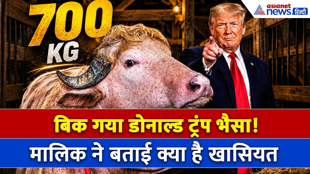 बिक गया 700 किलो का भैंसा Donald Trump! मालिक से जानिए क्या है खासियत
