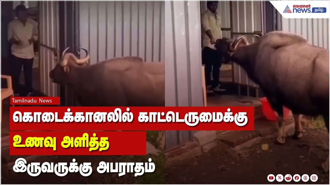 கொடைக்கானலில் காட்டெருமைக்கு உணவு அளித்த இருவருக்கு அபராதம் !