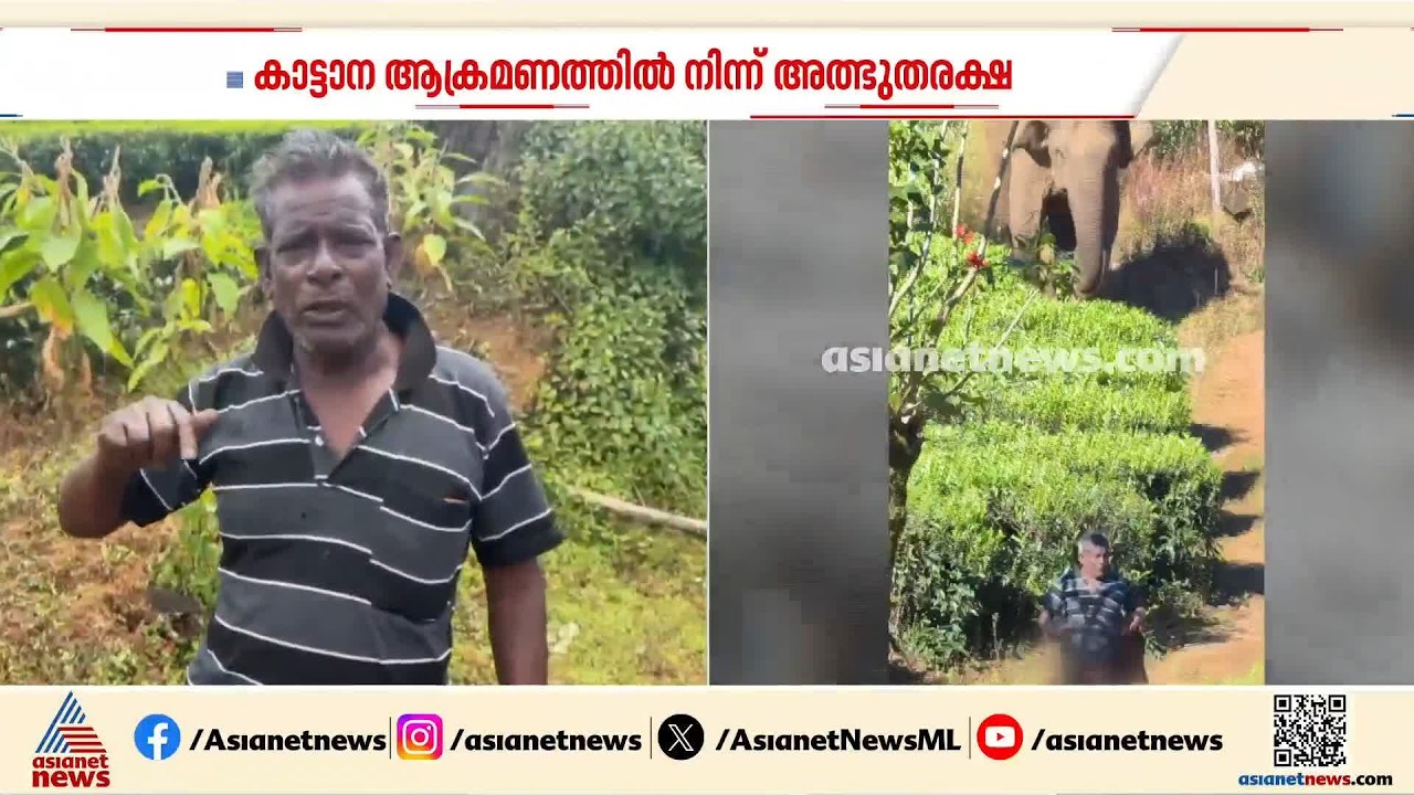 മൂന്നാറിൽ കാട്ടാന ആക്രമണത്തിൽ നിന്നും തൊഴിലാളിക്ക് അത്ഭുതരക്ഷ; ദൃശ്യങ്ങൾ വൈറൽ