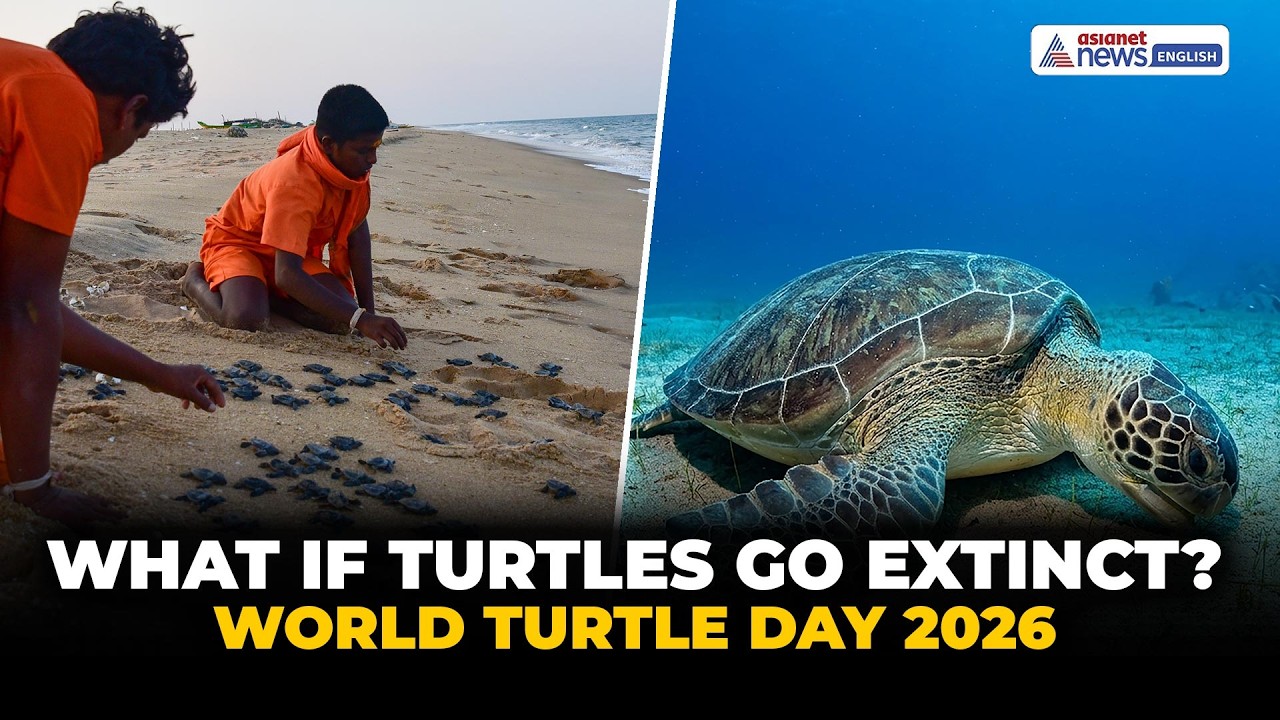 World Turtle Day 2026: What If Sea Turtles Go EXTINCT? | Climate Change Warning