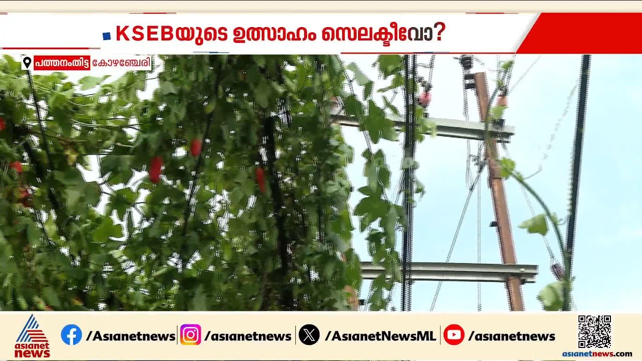 പറമ്പിൽ കേറി വെട്ടിനിരത്തും...; കോഴഞ്ചേരിയിൽ അപകടഭീഷണിയായ കോവൽ കൃഷി കാണാതെ കെഎസ്ഇബി