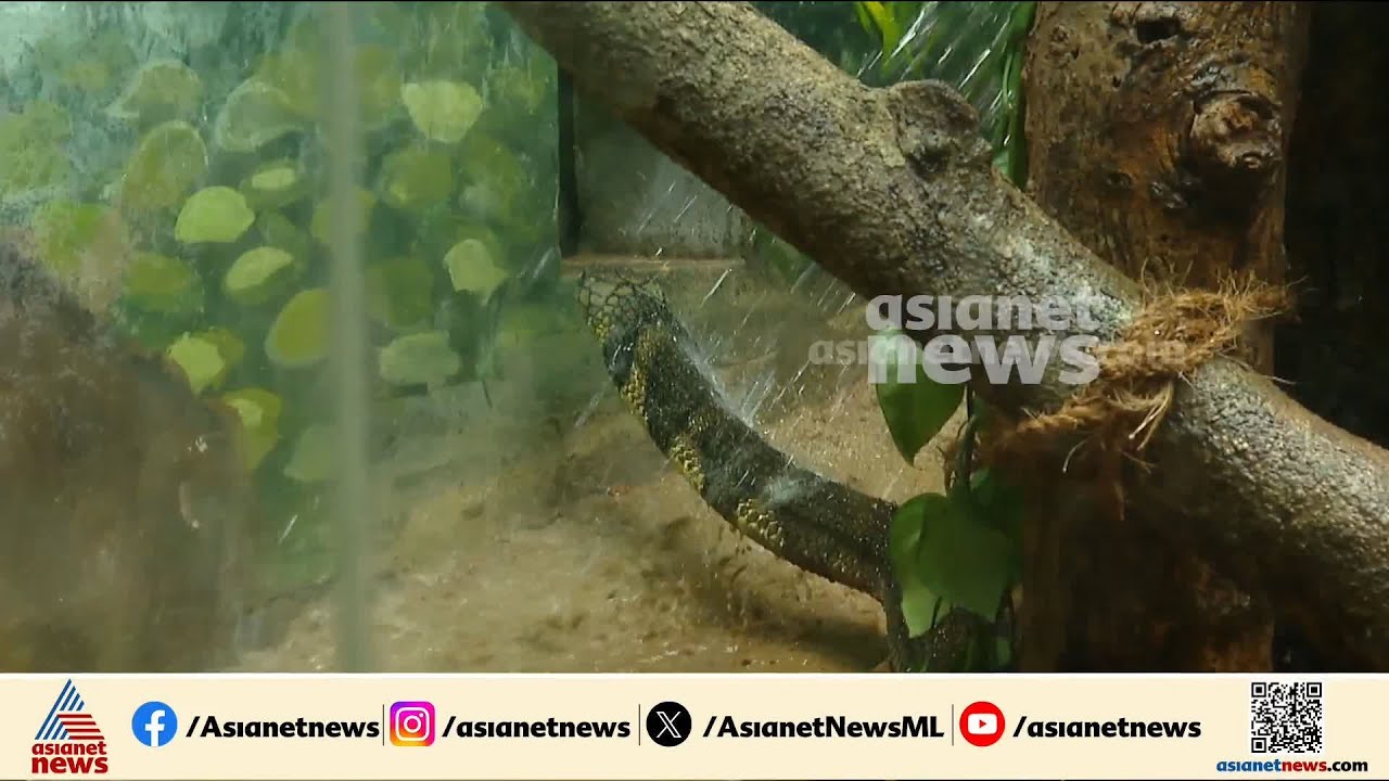 കടിച്ചത് പാമ്പാണോ, ഇനമേത് എന്ന് തിരിച്ചറിയുന്നത് വെല്ലുവിളി; എവിടെയുമുണ്ടാകാം പാമ്പിൻ്റെ സാന്നിധ്യം