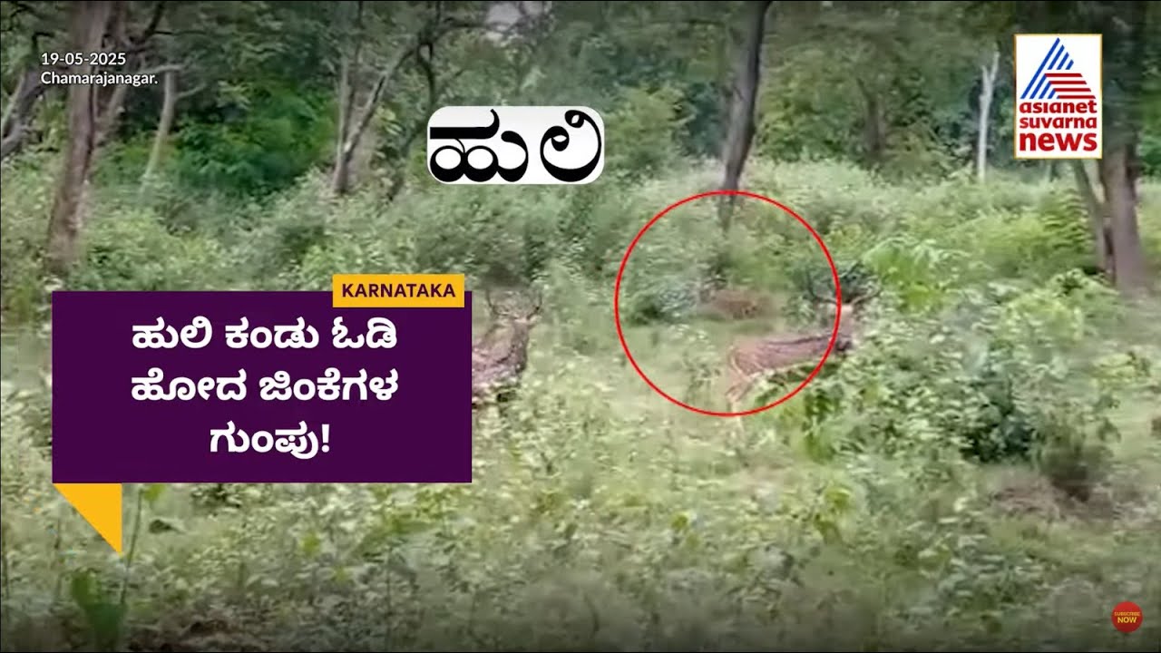 Tiger Hunting Deer: ಬಂಡೀಪುರದಲ್ಲಿ  ಹುಲಿ ಕಂಡು ಜಿಂಕೆಗಳ ಓಟ!