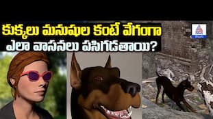 How Sniffer Dogs Detect Scents So Quickly | Asianet News Telugu