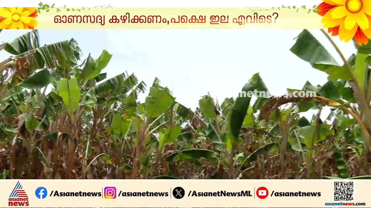 തൂശനിലയിൽ ഓണം ഉണ്ണാം...; വാഴയില എത്തുന്നത് തമിഴ്നാട്ടിൽ നിന്ന്