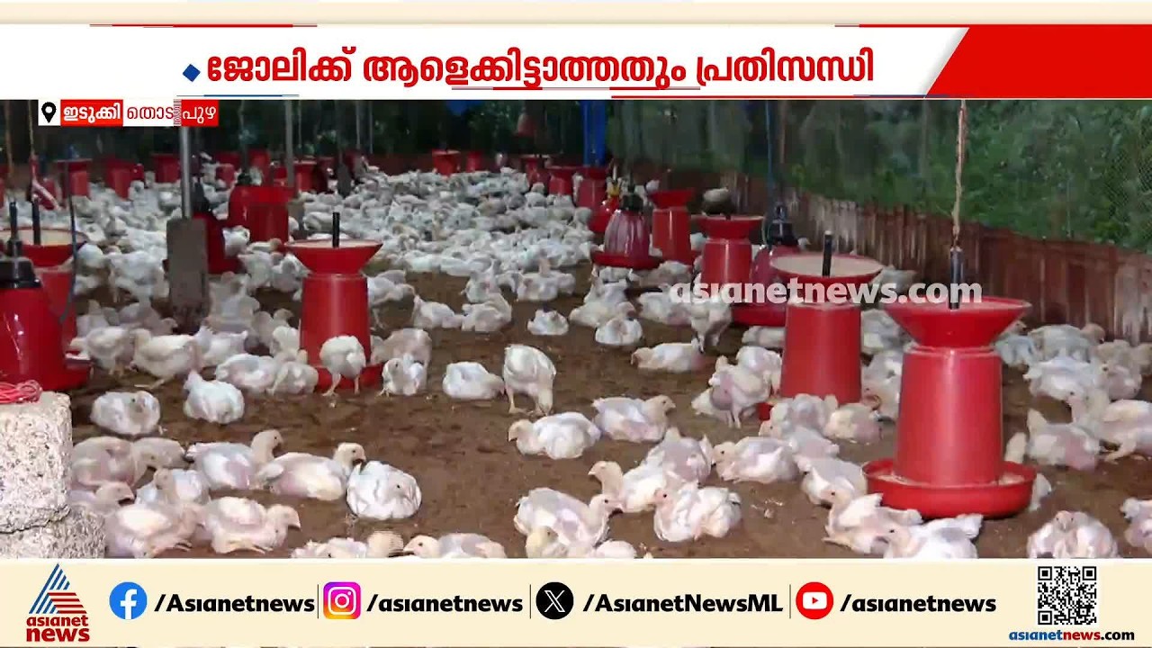 ഇനി എങ്ങനെ മുന്നോട്ട്?; കോഴിത്തീറ്റവിലയും മുകളിലേക്ക് | Poultry feed | Chicken Price