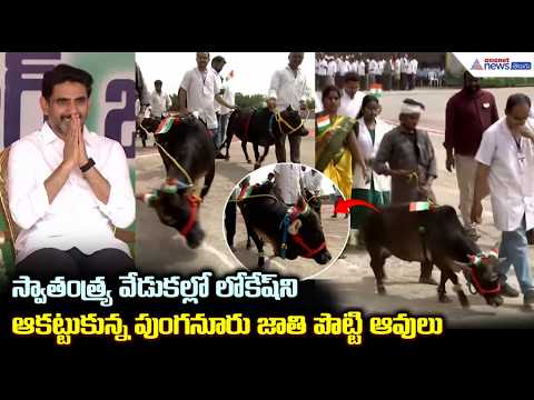 లోకేష్ ని ఆకట్టుకున్న పుంగనూరు జాతి పొట్టి ఆవులు | Nara Lokesh | Punganur Cows | Independence Day