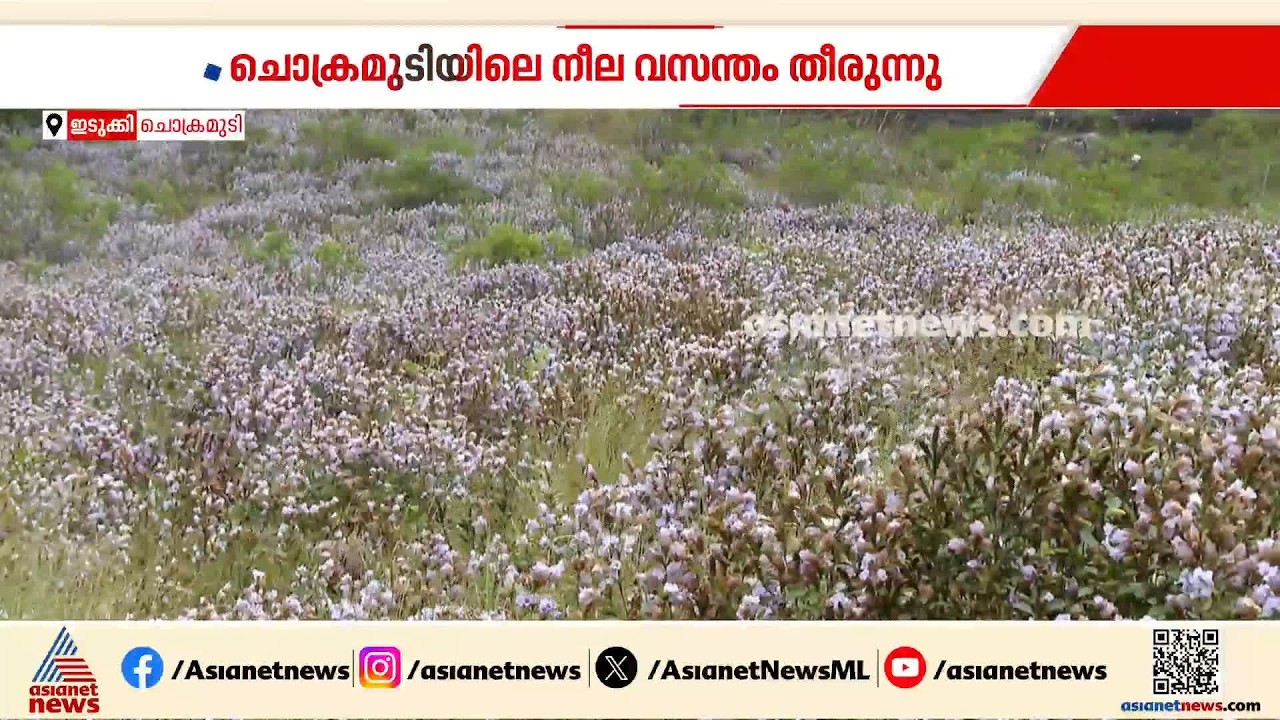മൂന്നാർ ചൊക്രമുടിയിലെ നീല വസന്തം തീരുന്നു; അടുത്ത കുറിഞ്ഞി സീസ‌ണ് 12 വർഷം കാത്തിരിക്കണം | Munnar