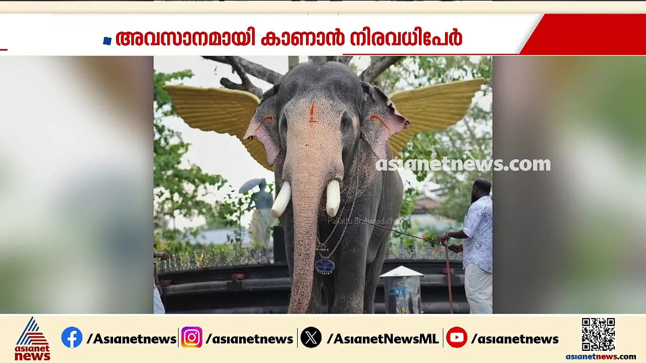 പല്ലാട്ടെ കുട്ടി ഇനിയില്ല; പല്ലാട്ട് ബ്രഹ്മദത്തനെ അവസാനമായി കാണാൻ എത്തിയത് നിരവധിപ്പേർ | Elephant