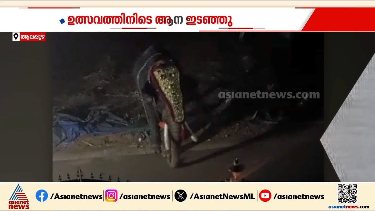 ഉത്സവത്തിനിടെ ആന ഇടഞ്ഞു; പ്രധാന പാപ്പാനെ എടുത്തെറിഞ്ഞു, മയക്ക് വെടിവെച്ച് ആനയെ തളച്ചു