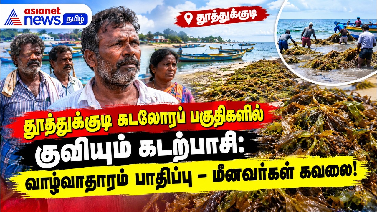 தூத்துக்குடி கடலோரப் பகுதிகளில் குவியும் கடற்பாசி: வாழ்வாதாரம் பாதிப்பு – மீனவர்கள் கவலை!