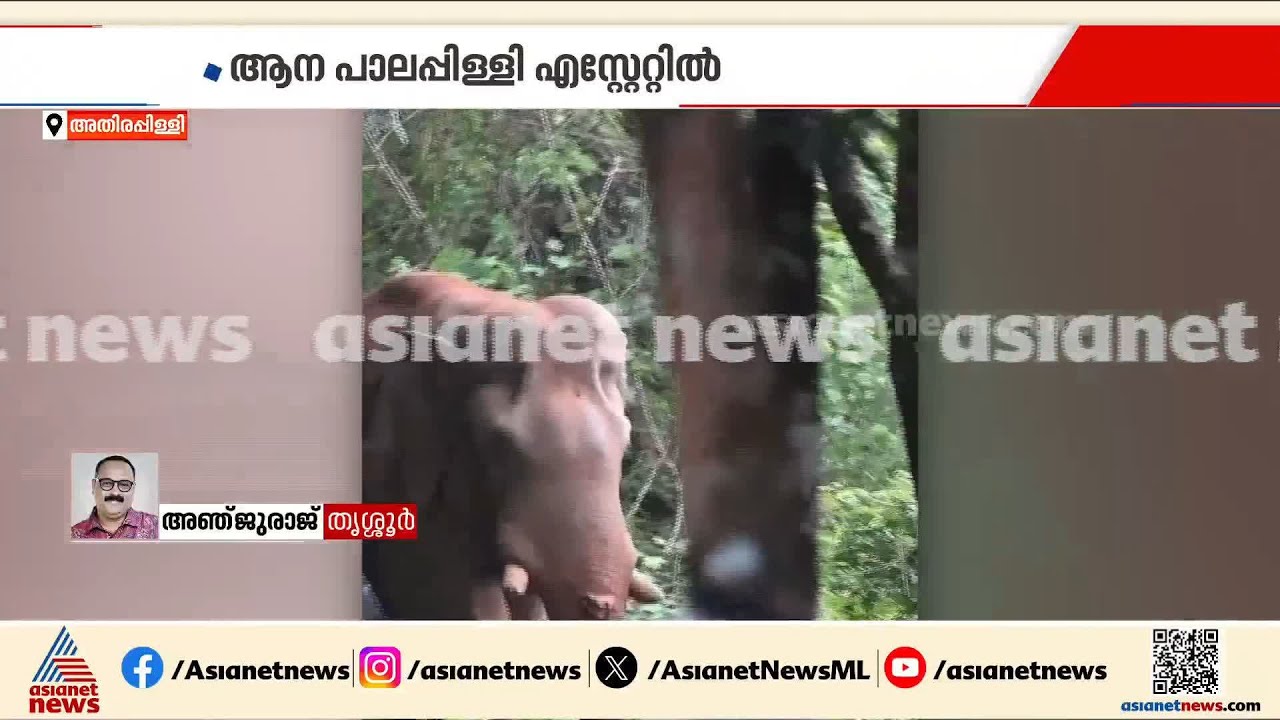 അതിരപ്പിള്ളിയിൽ മഞ്ഞ കൊമ്പന് തുമ്പിക്കൈയിൽ പരിക്ക് | Manja Komban