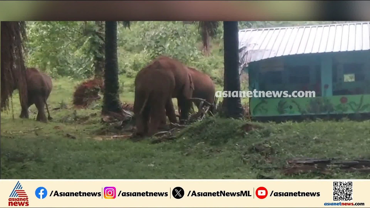 അതിരപ്പിള്ളിയിൽ അംഗണവാടിക്ക് മുകളിലേക്ക് എണ്ണപ്പന മറിച്ചിട്ട് കാട്ടാന കൂട്ടം