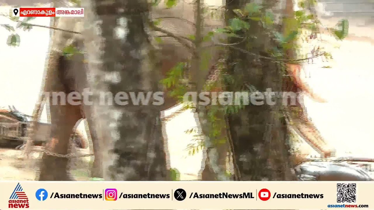 മണിക്കൂറുകൾ നീണ്ട ഭീതി, ഒടുവിൽ ശാന്തനായി മയ്യനാട് പാർത്ഥസാരഥി