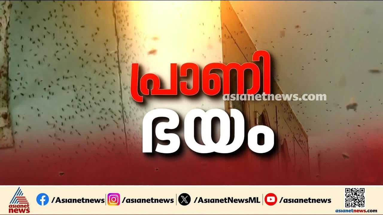 'കൊതുകുതിരി ബണ്ടിലായാണ് വാങ്ങുന്നത്, ഭക്ഷണത്തിൽ, കുടിവെള്ളത്തിൽ എല്ലാം പ്രാണി, 4 വര്‍ഷമായി'|Palakkad