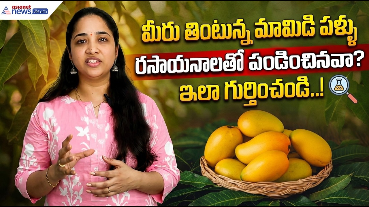 Mangoes: మీరు తింటున్న మామిడి పళ్ళు రసాయనాలతో పండించినవా? ఇలా గుర్తించండి..! | Asianet News Telugu
