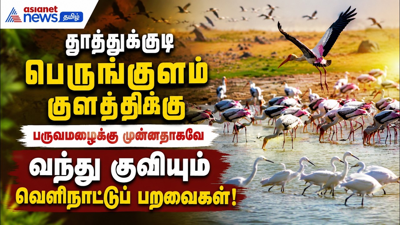 தூத்துக்குடி பெருங்குளம் குளத்திற்குப் பருவமழைக்கு முன்னதாகவே வந்து குவியும் வெளிநாட்டுப் பறவைகள்!