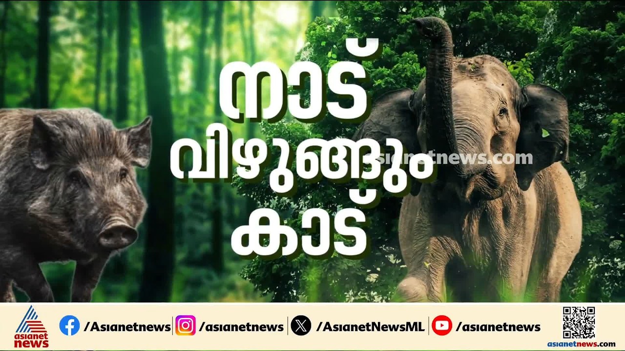 കാട് വിട്ട് നാട്ടിലെത്തി മൃഗങ്ങൾ; കൊല്ലത്തെ വലിയൊരു ജനവാസമേഖല തന്നെ വന്യമൃഗ ഭീതിയിൽ ഇല്ലാതാകുന്നു