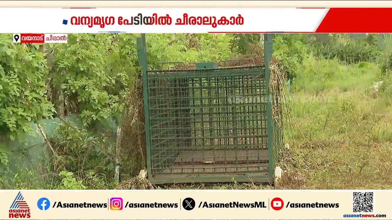 ചീരാലിൽ ആശങ്കയായി കടുവയും പുലിയും ; പ്രദേശത്ത് കൂട് സ്ഥാപിച്ച് വനംവകുപ്പ് | Wayanad