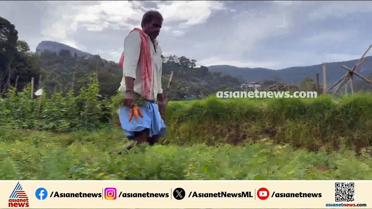 'കാന്തല്ലൂരിലെ കർഷകർക്ക് ഇത് കണ്ണീരോണം'; വിപണി കണ്ടെത്താൻ കഴിയാതെ കർഷകർ പ്രതിസന്ധിയിൽ