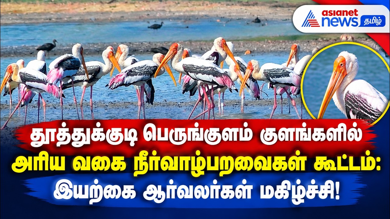 தூத்துக்குடி பெருங்குளம் குளங்களில் அரிய வகை நீர்வாழ்பறவைகள் கூட்டம்: இயற்கை ஆர்வலர்கள் மகிழ்ச்சி!