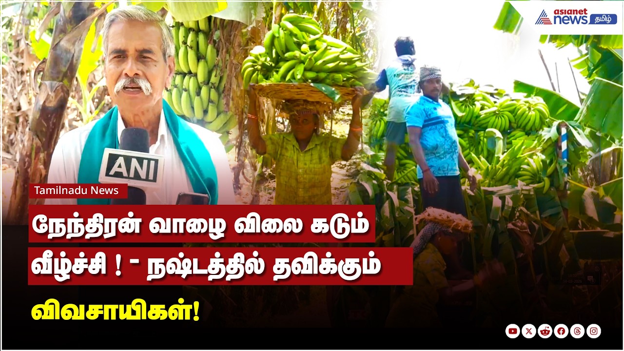 "ஒரு தாருக்கு ரூ.300 நஷ்டம்"- கண்ணீரில் திருச்சி வாழை விவசாயிகள்!