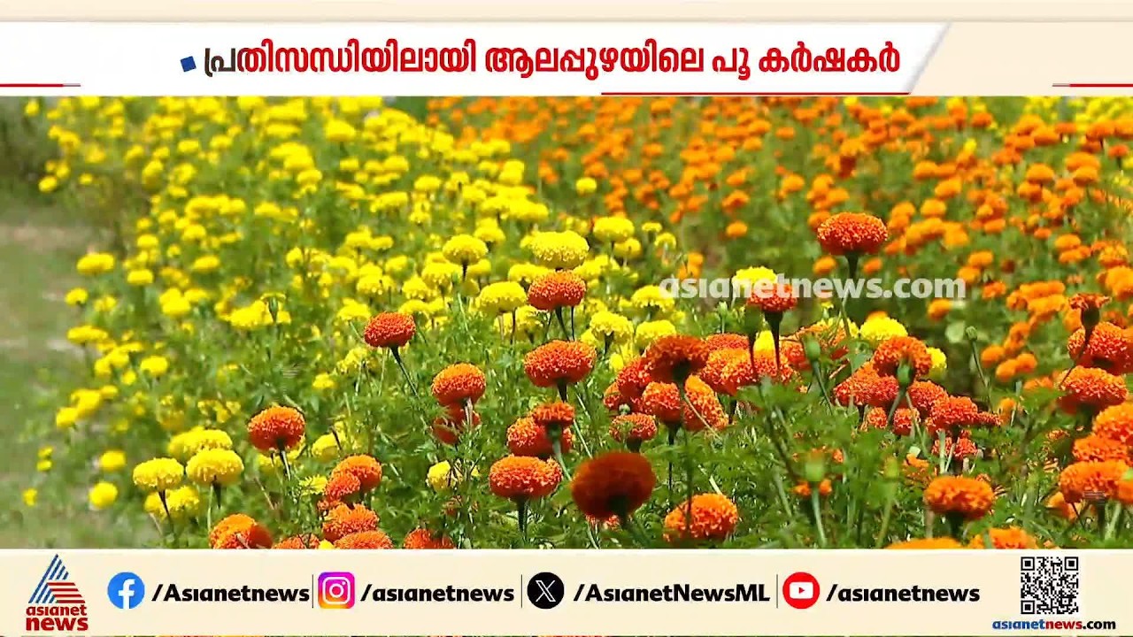 ഓണവിപണി ലക്ഷ്യമിട്ട് പൂ കൃഷിയിറക്കി, കാലാവസ്ഥാ മാറ്റം തിരിച്ചടിയായി; ലക്ഷങ്ങളുടെ നഷ്ടമെന്ന് കർഷകർ