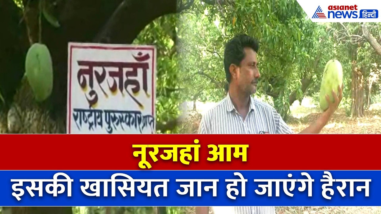 Noorjahan mango: 3 Kg. का एक आम, किसान Shivraj Singh ने बताई हैरान करने वाली कहानी। Alirajpur (MP)