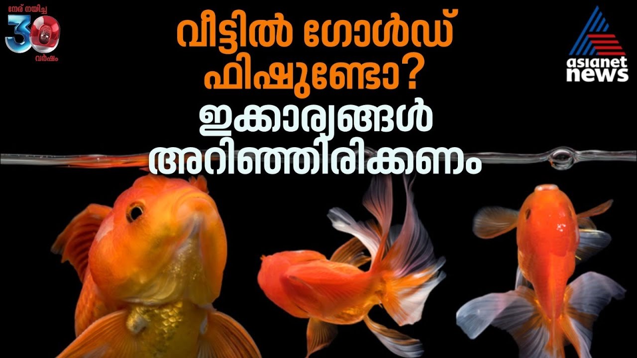 ഗോൾഡ് ഫിഷിനെ വളർത്താൻ പ്ലാനുണ്ടോ? ഈക്കാര്യങ്ങൾ അറിഞ്ഞിരിക്കണം | Gold Fish