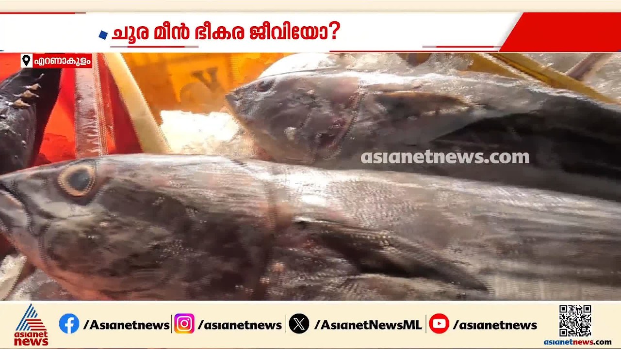 ചൂരമീൻ ഭീകരജീവിയോ; സോഷ്യൽ മീഡിയയിലെ പ്രചാരണത്തിന് പിന്നിലെ സത്യമെന്ത്| Tuna fish