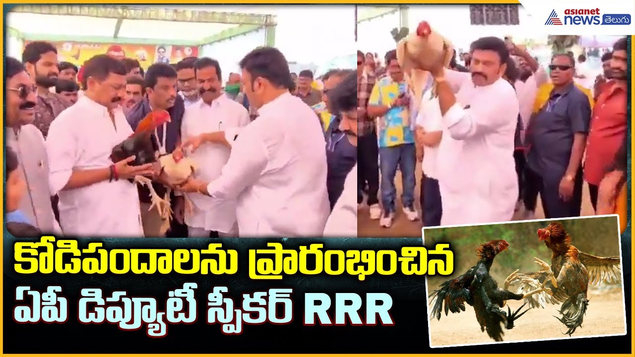 Raghurama Krishnam Raju: కోడిపందాలను  ప్రారంభించిన ఏపీ డిప్యూటీ స్పీకర్ RRR | Asianet News Telugu