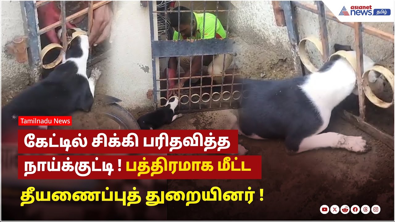 கேட்டில் சிக்கி பரிதவித்த நாய்க்குட்டி ! பத்திரமாக மீட்ட தீயணைப்புத் துறையினர் ...வைரல் வீடியோ !