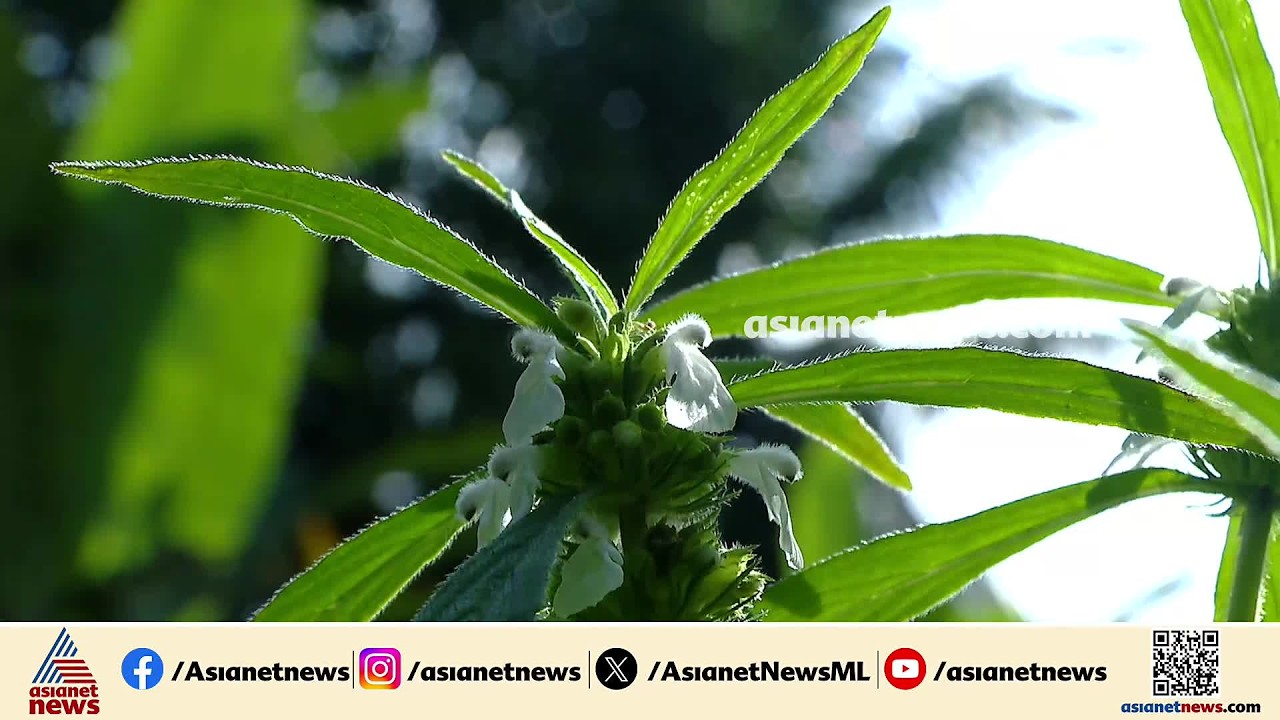 മലയാളിയുടെ പാട്ടിലും കഥകളിലും നിറഞ്ഞ ചേല്; ഓണവെൺമയായി തുമ്പപ്പൂവ് | Tumba Flower