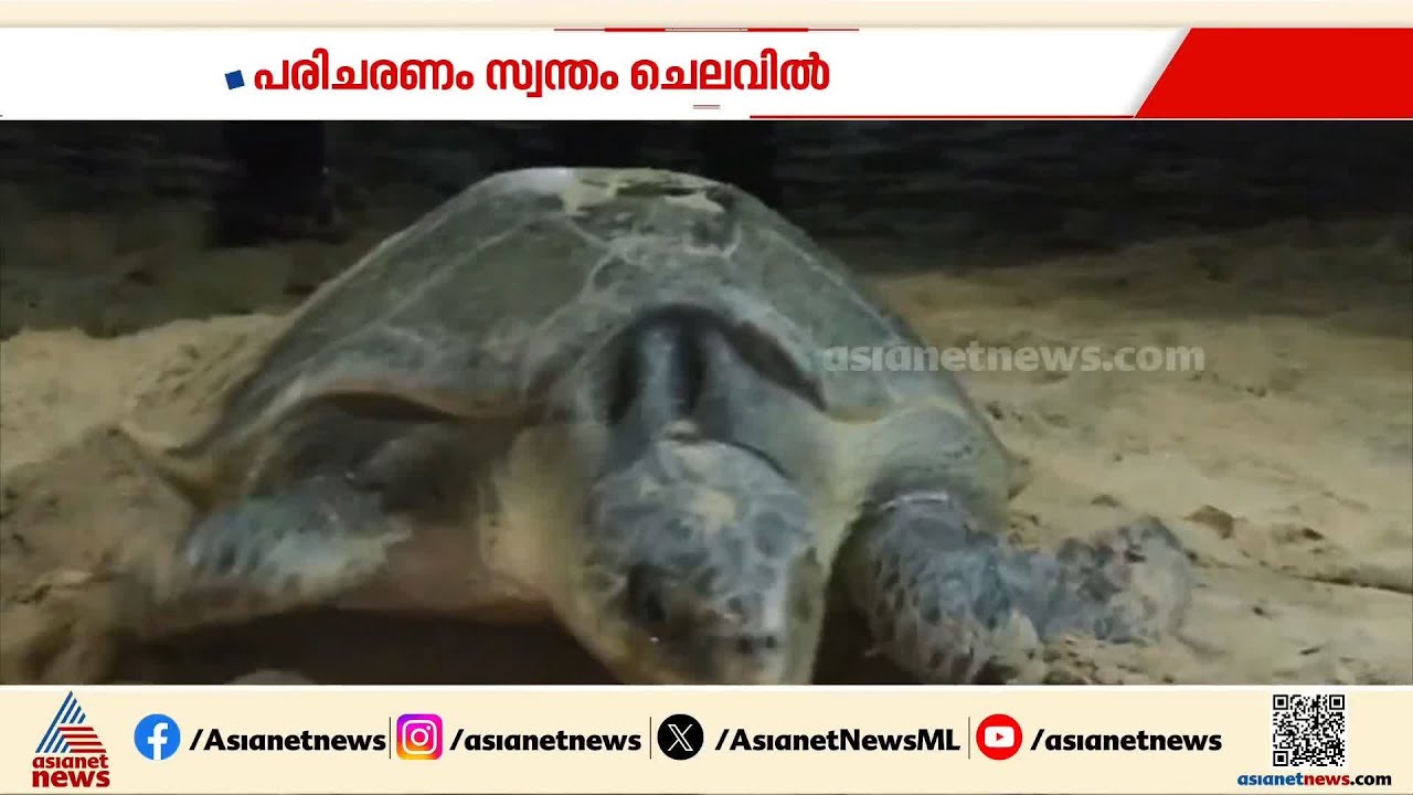 കടലാമകളുടെ മുട്ടകൾക്ക് സ്നേഹത്തണലൊരുക്കുന്ന ചാവക്കാട്ടെ കടലാമ പ്രേമികൾ | Chavakkad