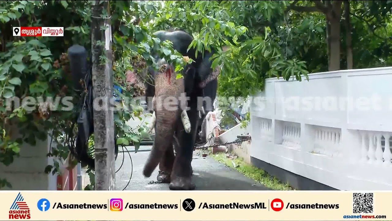 അക്രമാസക്തമായി ആന, എലഫെന്റ് സ്‌ക്വാഡ്  സ്ഥലത്ത് എത്തി
