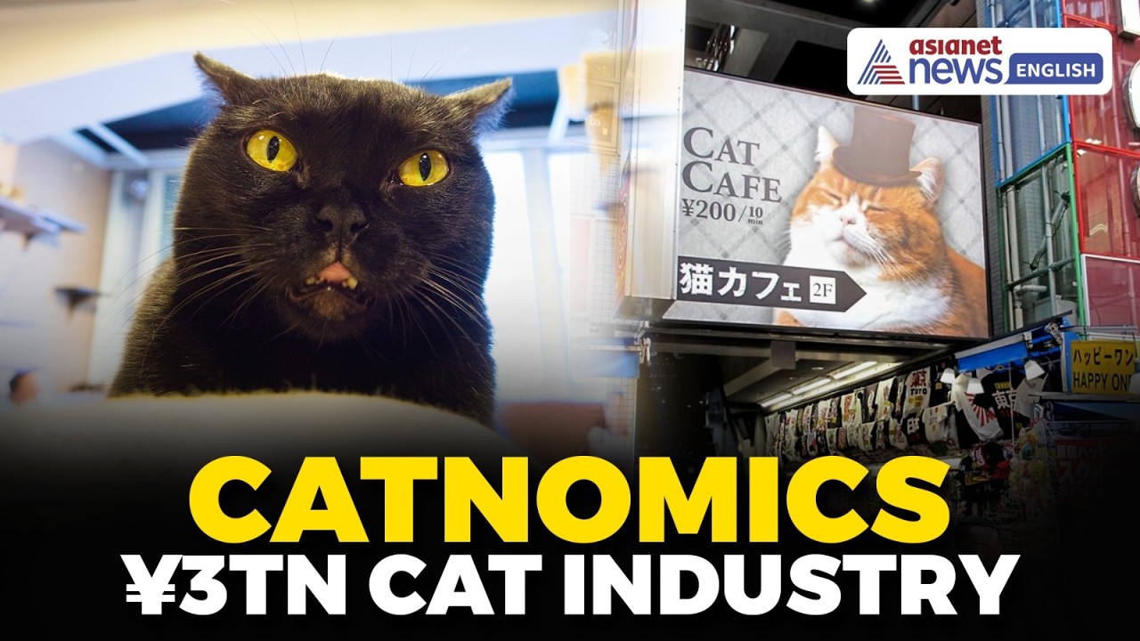 Catnomics: How Japan’s Obsession With Cats Built a ¥3 Trillion ($18.8 Billion) Industry | World