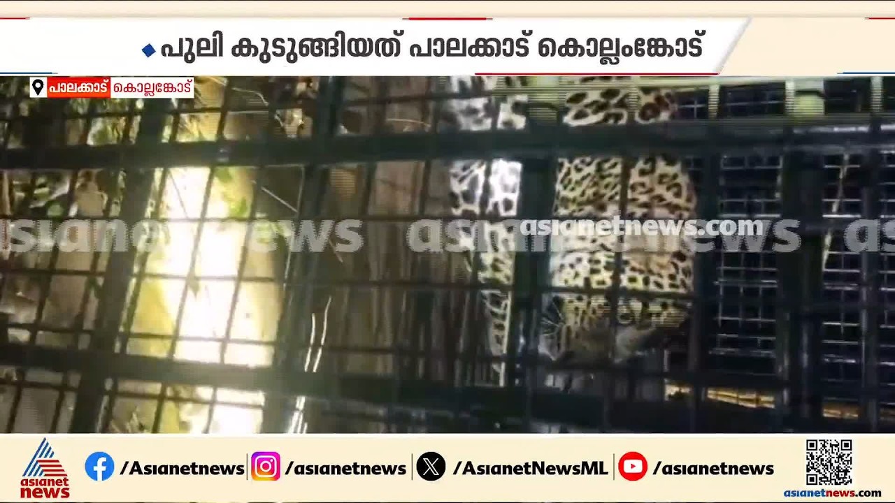 രണ്ട് മാസത്തിനിടെ രണ്ടാമത്തെ പുലി; കൊല്ലങ്കോട് വനംവകുപ്പിന്റെ കൂട്ടിൽ പുലി കുടുങ്ങി