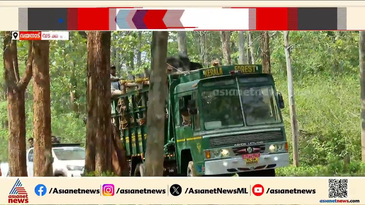 മുട്ടിക്കൊമ്പനെ മുത്തങ്ങ ആനപ്പന്തിയിലേക്ക് മാറ്റും | Wayanad | Muttikkomban | Wild Elephant attack