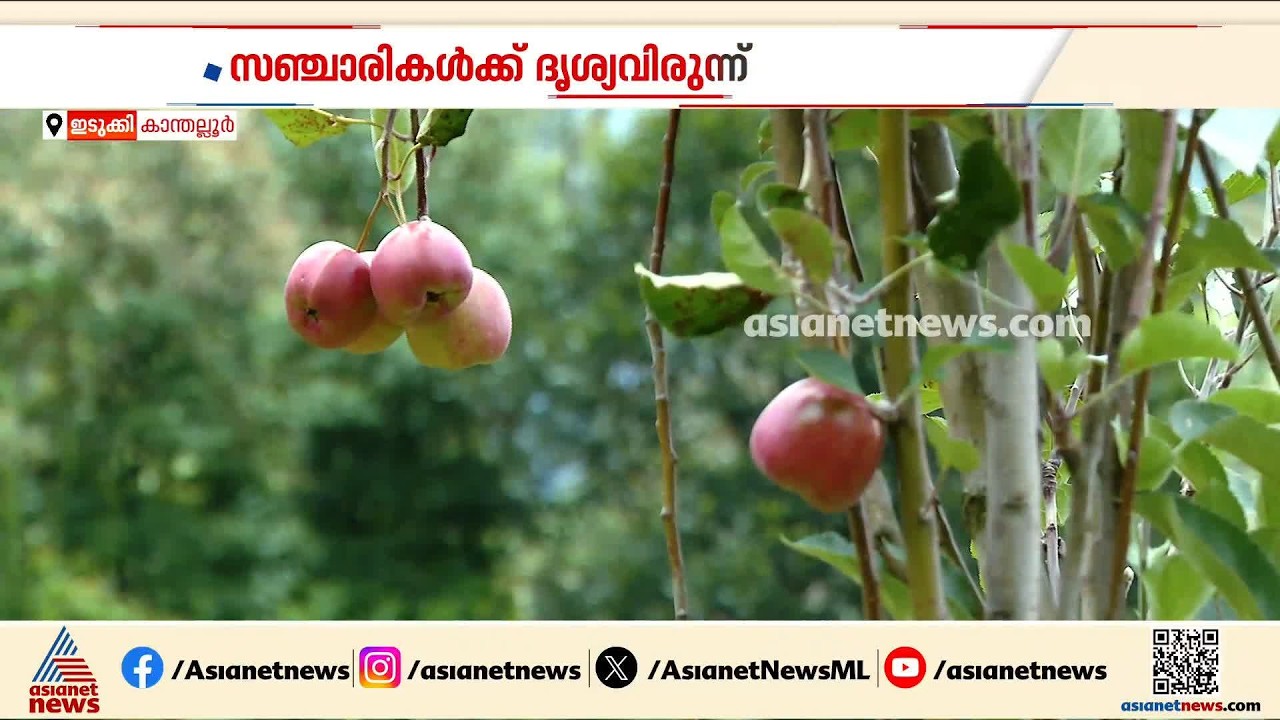 കശ്മീരും ഹിമാചലും ഒന്നും അല്ല... നമ്മുടെ കാന്തല്ലൂരാണ്; സഞ്ചാരികളെ വരവേറ്റ് ആപ്പിള്‍ തോട്ടങ്ങള്‍