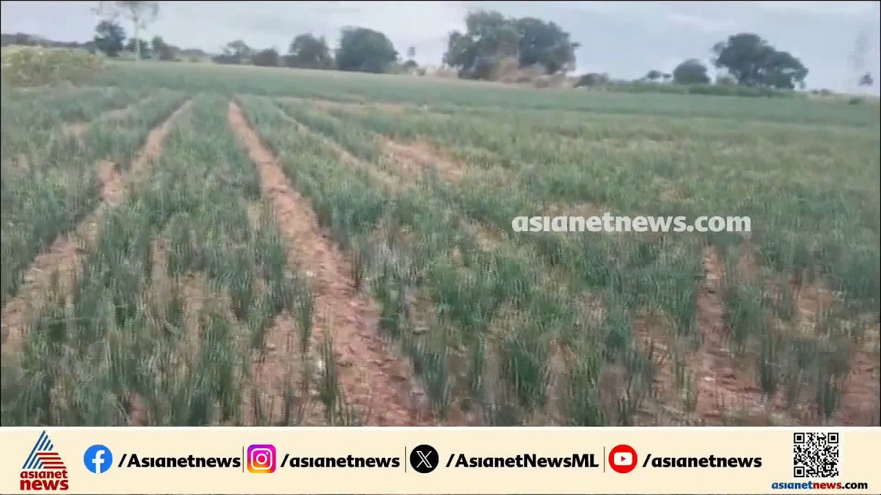 ഉള്ളി കര്‍ഷകരെ ചതിച്ച് മഴ; ടാങ്കറില്‍ വെളളം എത്തിച്ച് കര്‍ണാടകയിലെ കൃഷി | Karnataka | Rain