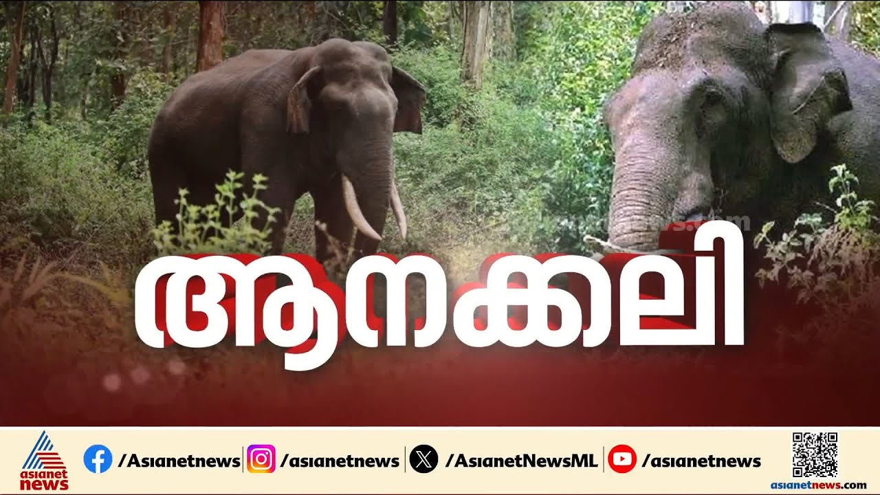 മൂന്ന് മാസത്തിനുള്ളിൽ നാല് തവണ; കാട്ടാനപേടിയിൽ വീടും കൃഷിയിടവും ഉപേക്ഷിക്കാൻ ഡെനീഷ് | Wild Elephant