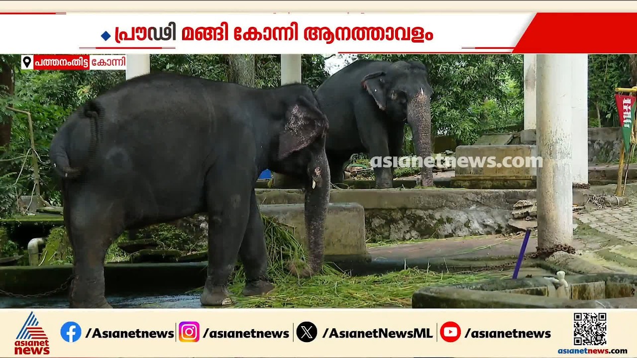 ആനത്താവളത്തിൽ കൊമ്പന്മാർ ഇല്ല; കോന്നി ആനക്കൂടിന്റെ തലയെടുപ്പ് താഴ്ന്നു| | Konni