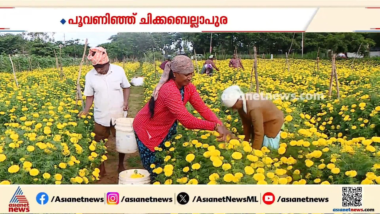 മലയാളിക്ക് ഓണത്തിന്‍റെ പുഷ്പസുഗന്ധവുമായി ചിക്കബെല്ലാപുരയിലെ പൂപ്പാടങ്ങള്‍ | Chikkaballapur