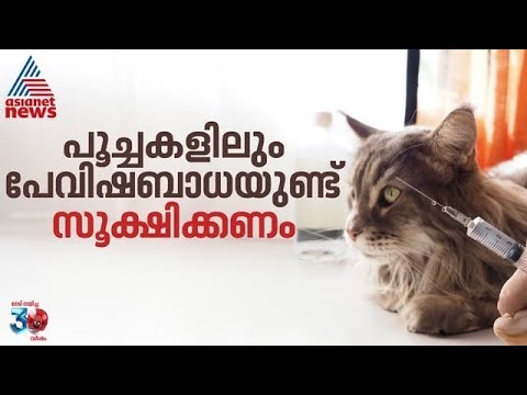 വളർത്ത് പൂച്ചകളിലും പേവിഷബാധയുണ്ട്; ശ്രദ്ധിക്കാം ഇക്കാര്യങ്ങൾ