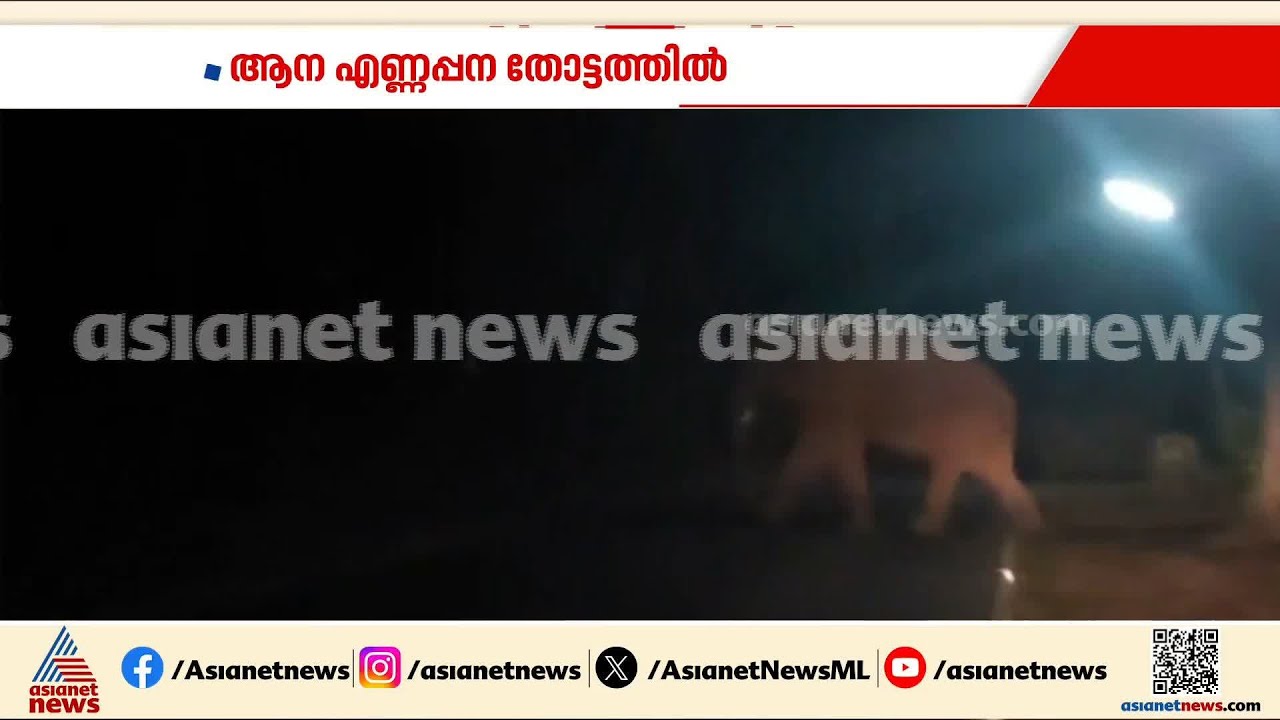 അതിരപ്പിള്ളിയില്‍ ജനവാസ മേഖലയില്‍ വീണ്ടും കാട്ടാനയിറങ്ങി; പ്രദേശത്ത് വ്യാപക കൃഷിനാശം