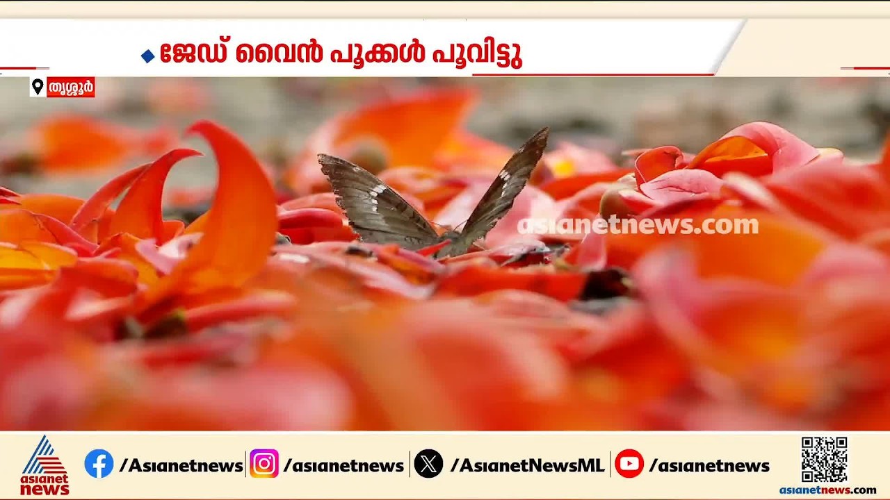 വീട്ടുമുറ്റത്തെ കാട്ടിലെ ജ്വാല; ആരും നോക്കിനിന്നു പോകുന്ന തളിക്കുളത്തെ മനോഹരകാഴ്ച | Thrissur
