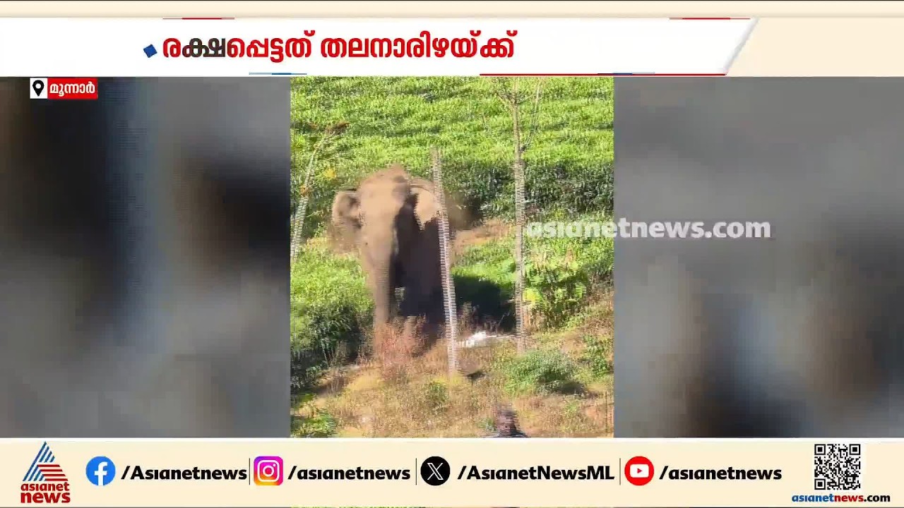 പിന്നാലെ പാഞ്ഞടുത്ത് കാട്ടാന, ജീവനും കൈയില്‍ പിടിച്ച് ഓടി രക്ഷപ്പെട്ട് തോട്ടം തൊഴിലാളി | Munnar