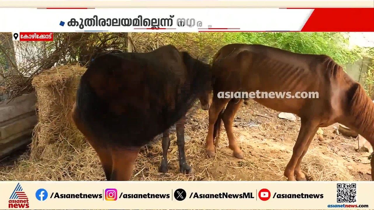 ഉടമ ജയിലിലായി പിന്നാലെ മതിയായ വെള്ളവും തീറ്റയും ലഭിക്കാതെ അസ്ഥിപഞ്ജരമായി രണ്ട് കുതിരകൾ