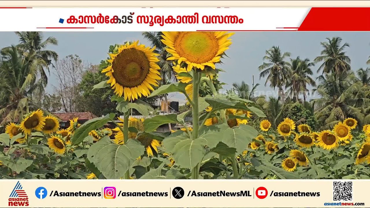 കാസർകോട് സൂര്യകാന്തി വസന്തം; യുവ കർഷകയുടെ പാടം കാണാൻ തിരക്കേറുന്നു | Sunflower