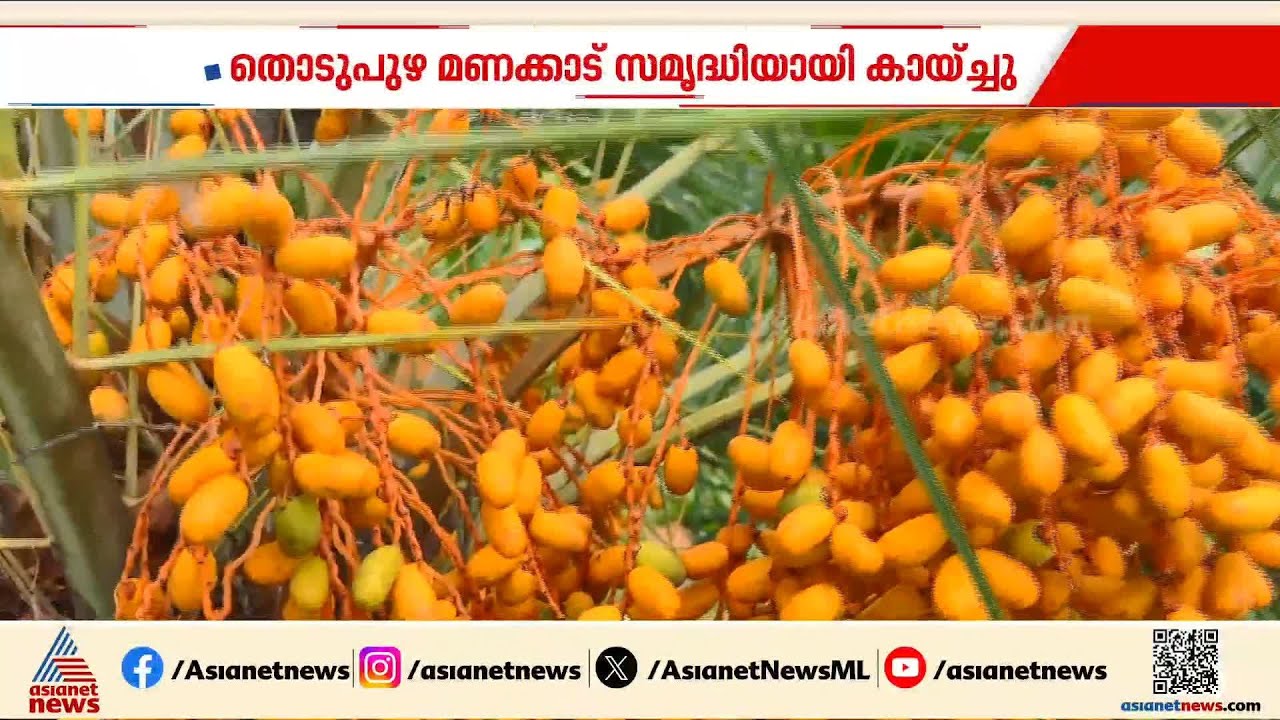 ഈന്തപ്പന വിളവെടുപ്പ് ഇങ്ങ് ഇടുക്കിയിലും;  കായ്ച്ചുനിൽക്കുന്ന ഈന്തപ്പനകൾ കാണാൻ സന്ദർശകരുടെ ഒഴുക്ക്